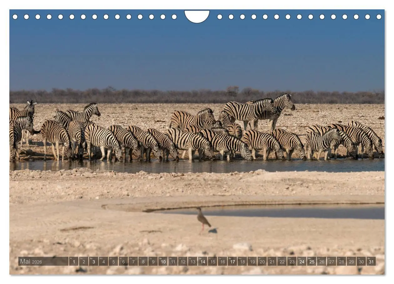 Bild: 9783457940761 | ETOSHA - Namibia Highlights (Wandkalender 2026 DIN A4 quer),...
