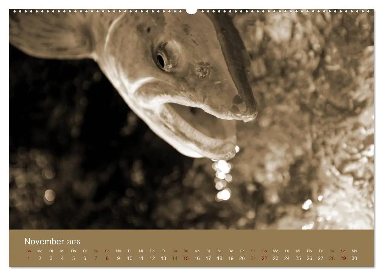 Bild: 9783516100761 | Fliegenfischen (Wandkalender 2026 DIN A2 quer), CALVENDO...