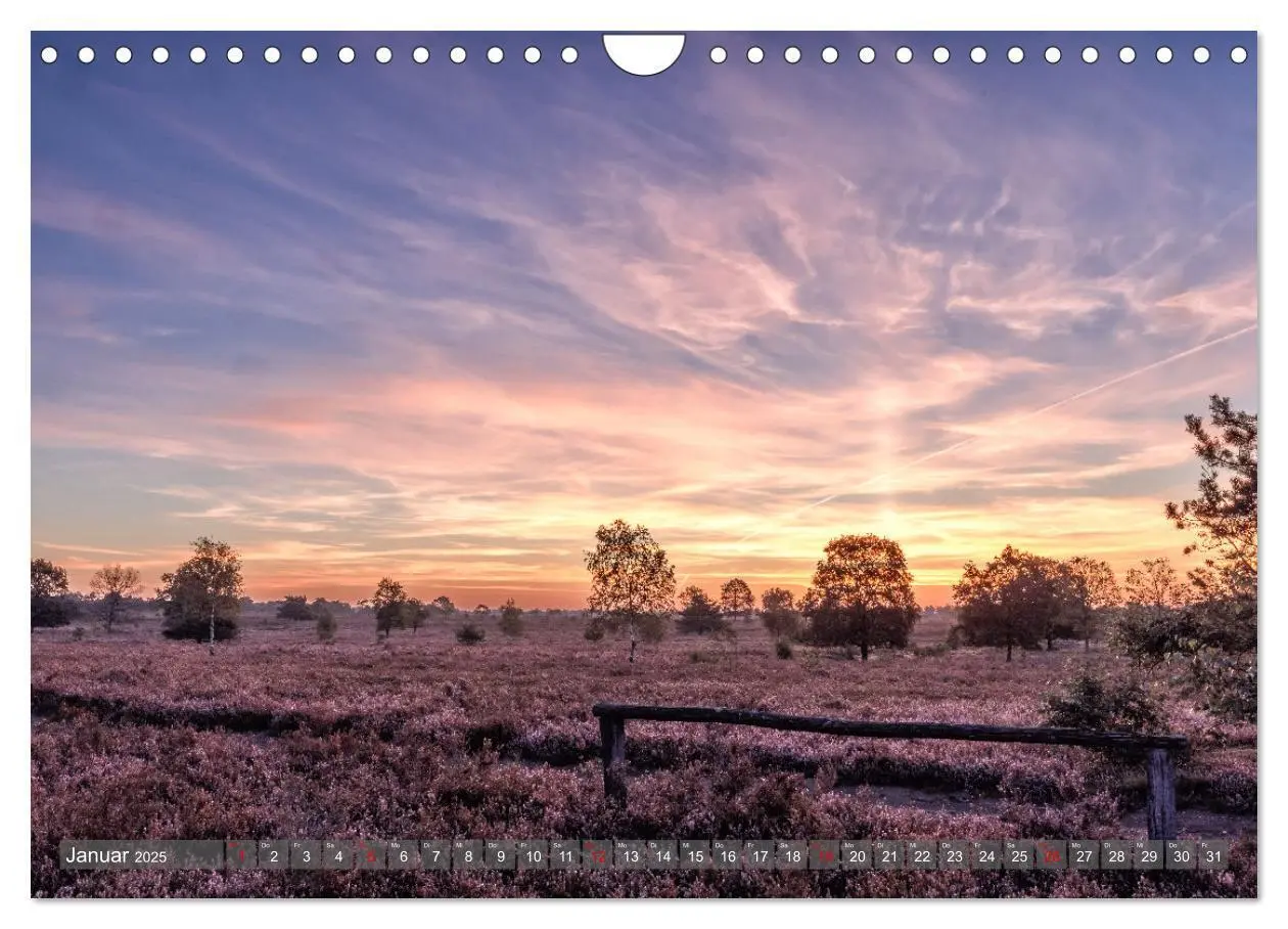 Bild: 9783383841361 | Die Lüneburger Heide - In voller Blüte (Wandkalender 2025 DIN A4...