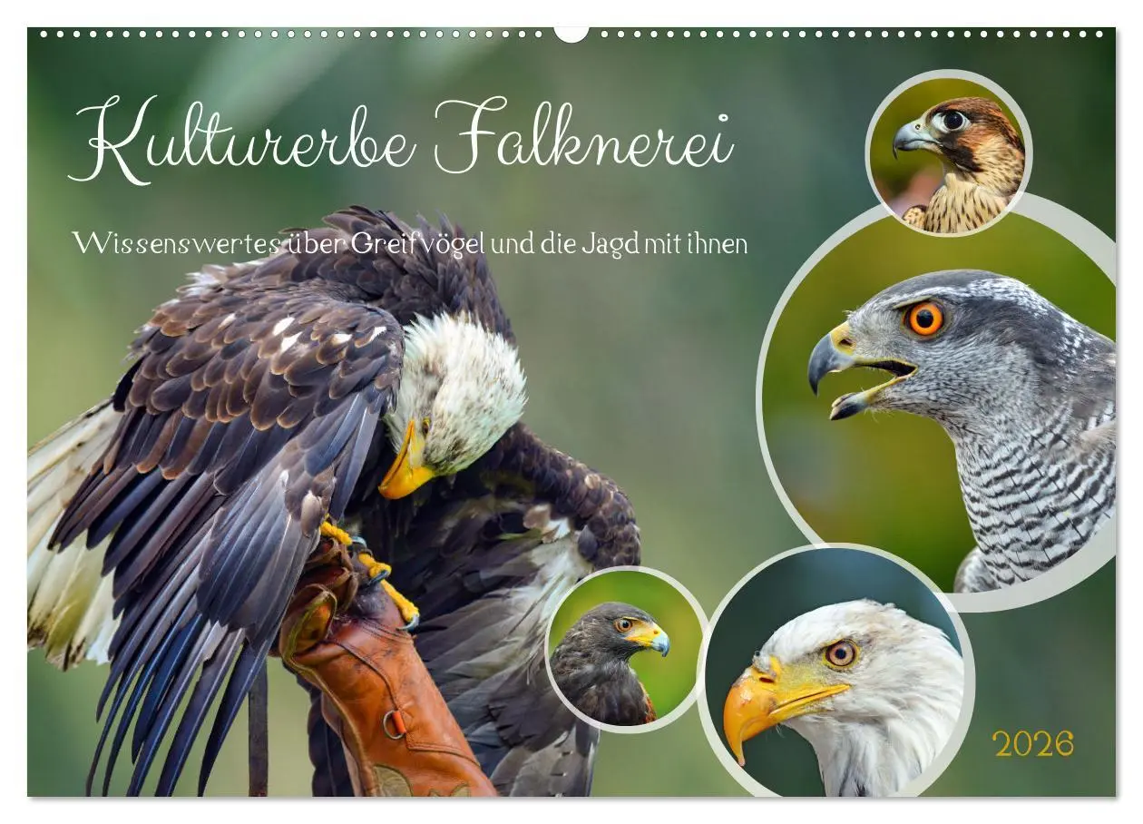Cover: 9783457491461 | Kulturerbe Falknerei (Wandkalender 2026 DIN A2 quer), CALVENDO...