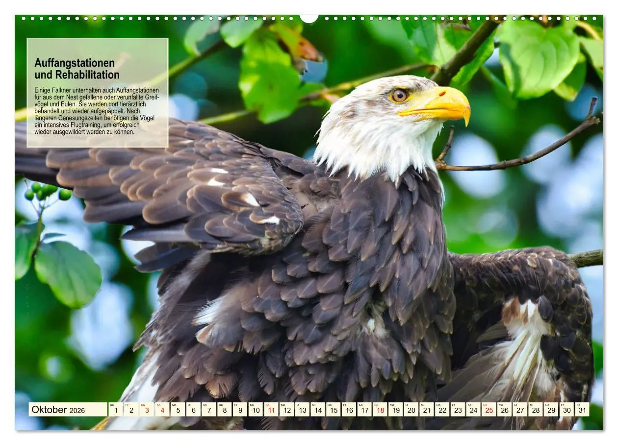 Bild: 9783457491461 | Kulturerbe Falknerei (Wandkalender 2026 DIN A2 quer), CALVENDO...