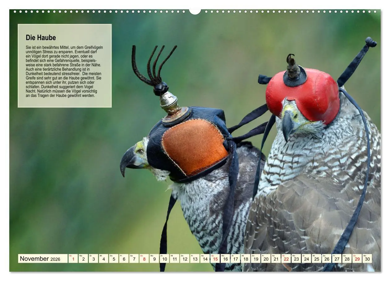 Bild: 9783457491461 | Kulturerbe Falknerei (Wandkalender 2026 DIN A2 quer), CALVENDO...