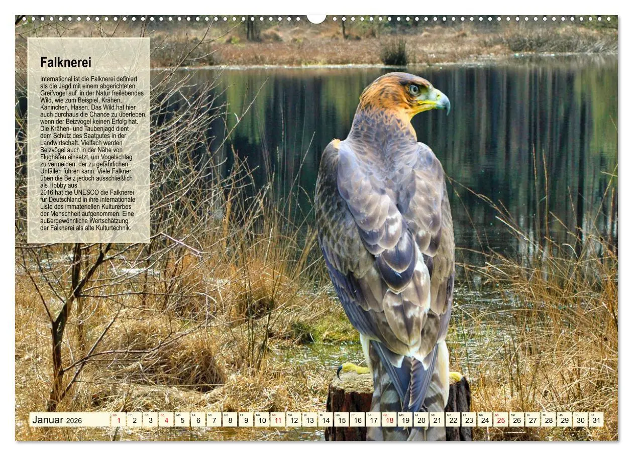 Bild: 9783457491461 | Kulturerbe Falknerei (Wandkalender 2026 DIN A2 quer), CALVENDO...