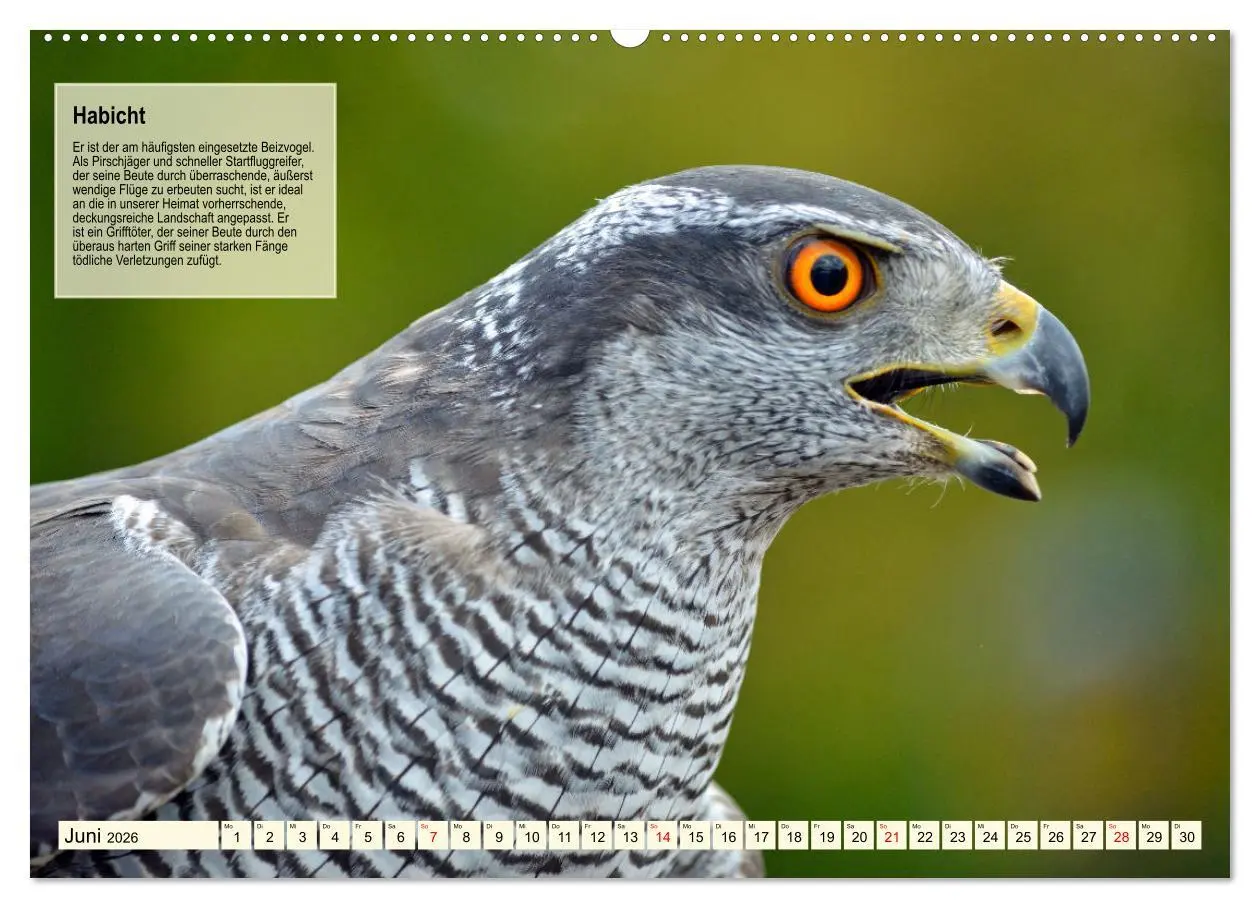 Bild: 9783457491461 | Kulturerbe Falknerei (Wandkalender 2026 DIN A2 quer), CALVENDO...