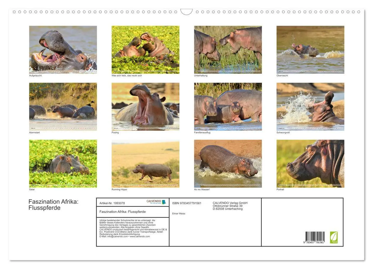 Bild: 9783457791561 | Faszination Afrika: Flusspferde (Wandkalender 2026 DIN A2 quer),...