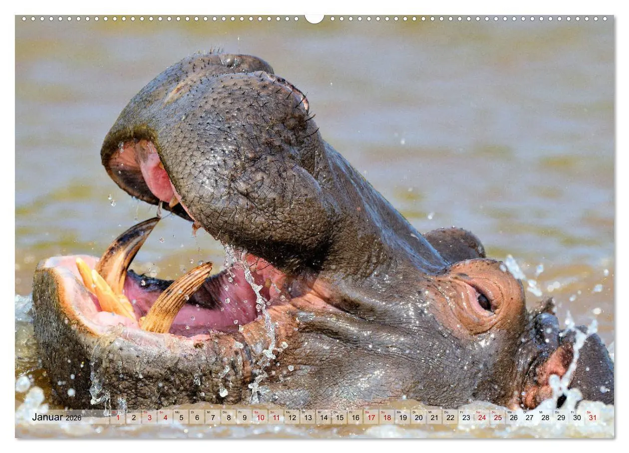 Bild: 9783457791561 | Faszination Afrika: Flusspferde (Wandkalender 2026 DIN A2 quer),...