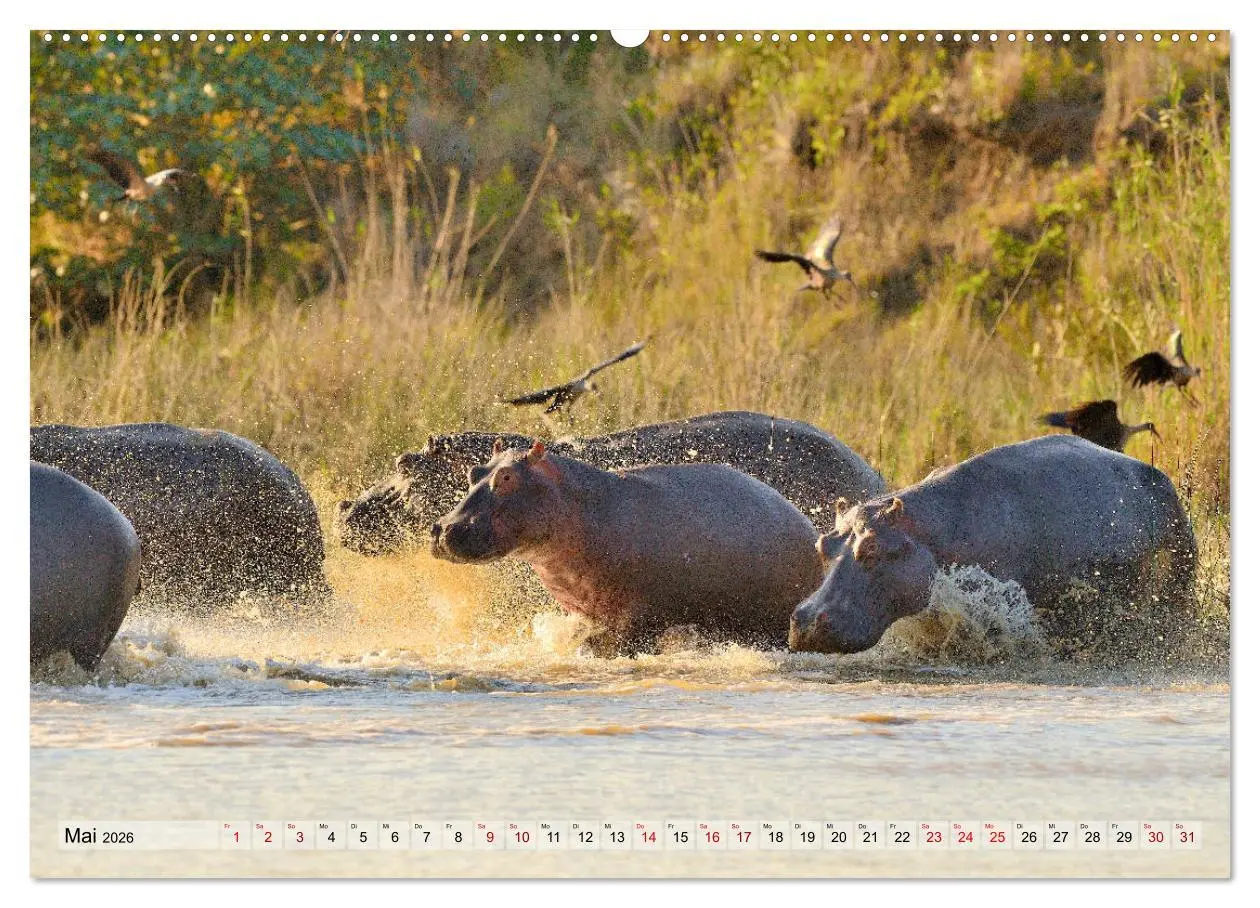 Bild: 9783457791561 | Faszination Afrika: Flusspferde (Wandkalender 2026 DIN A2 quer),...