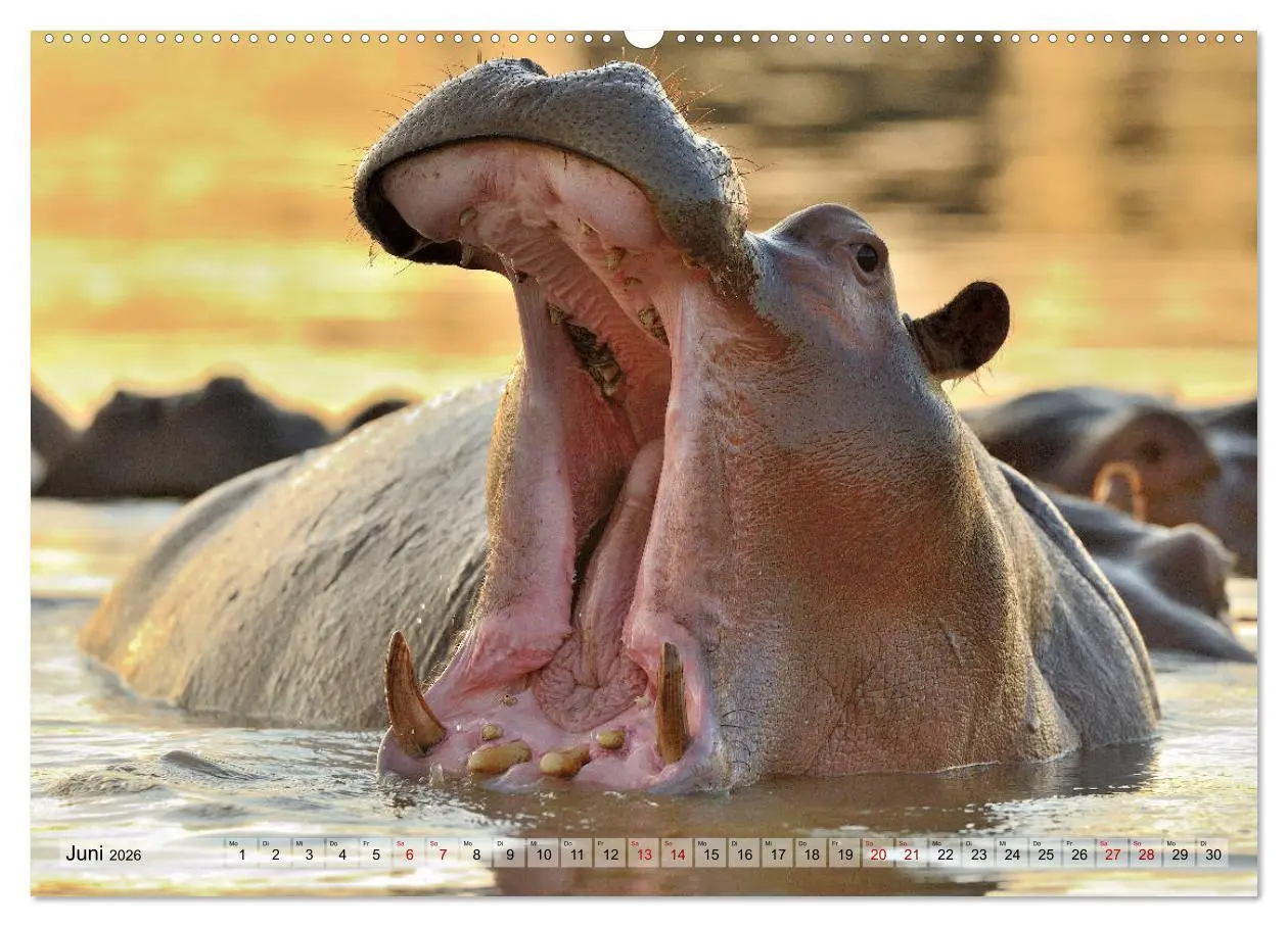 Bild: 9783457791561 | Faszination Afrika: Flusspferde (Wandkalender 2026 DIN A2 quer),...
