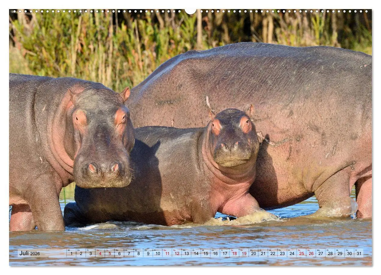 Bild: 9783457791561 | Faszination Afrika: Flusspferde (Wandkalender 2026 DIN A2 quer),...