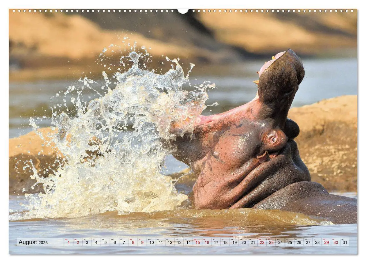 Bild: 9783457791561 | Faszination Afrika: Flusspferde (Wandkalender 2026 DIN A2 quer),...