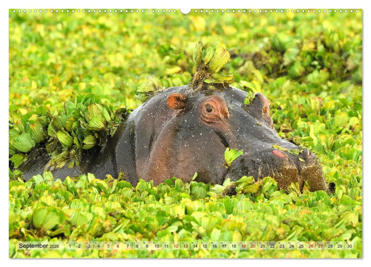 Bild: 9783457791561 | Faszination Afrika: Flusspferde (Wandkalender 2026 DIN A2 quer),...