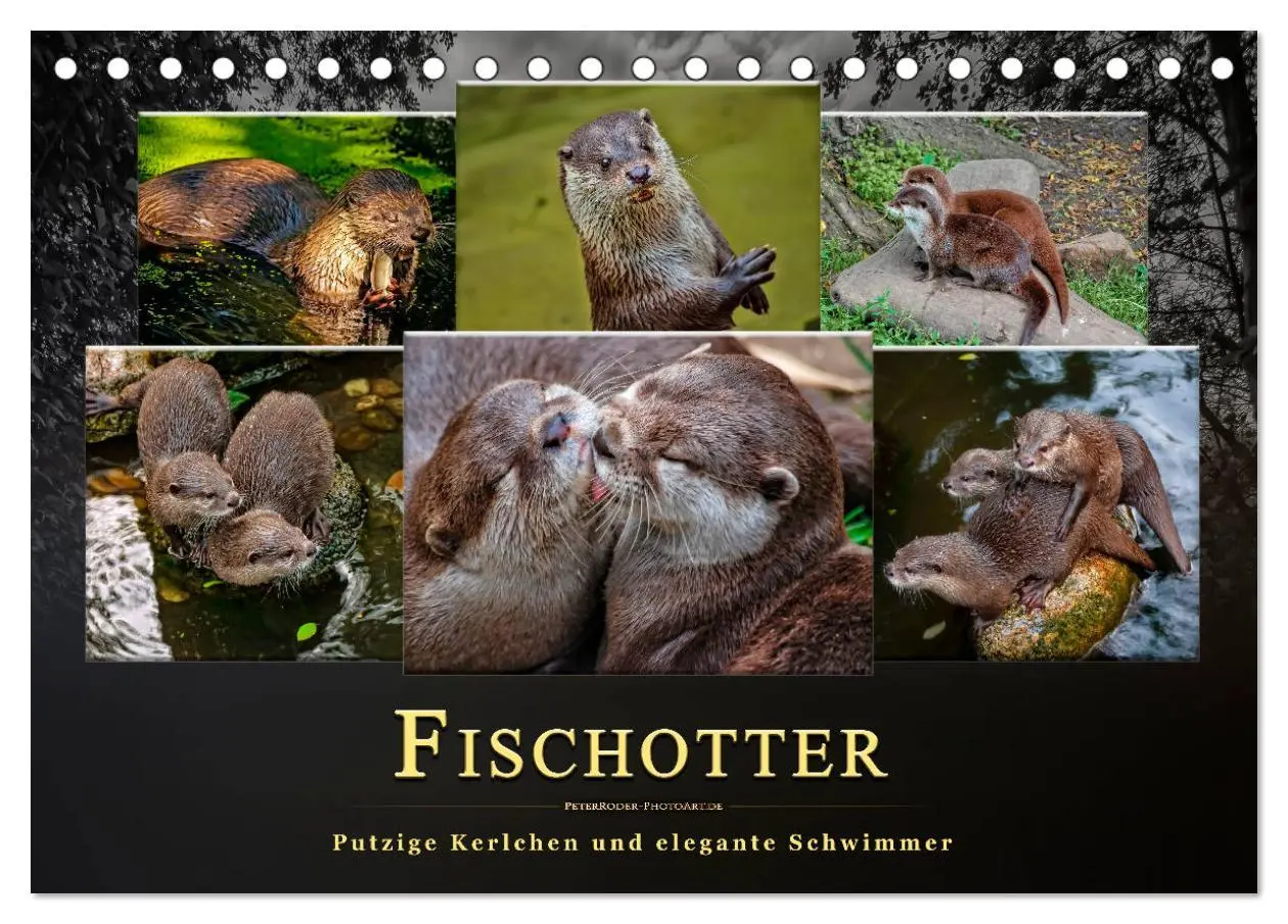 Cover: 9783457861561 | Fischotter - putzige Kerlchen und elegante Schwimmer (Tischkalender...