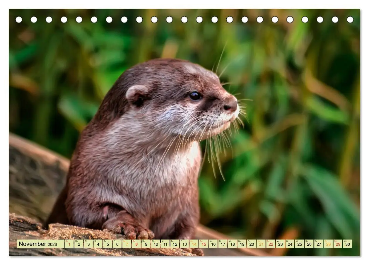 Bild: 9783457861561 | Fischotter - putzige Kerlchen und elegante Schwimmer (Tischkalender...