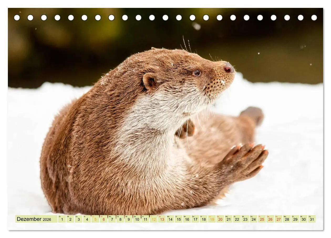 Bild: 9783457861561 | Fischotter - putzige Kerlchen und elegante Schwimmer (Tischkalender...