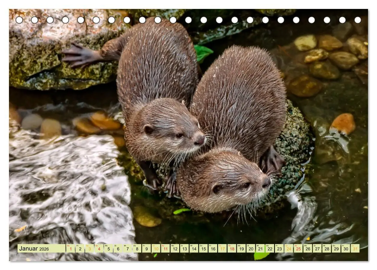Bild: 9783457861561 | Fischotter - putzige Kerlchen und elegante Schwimmer (Tischkalender...