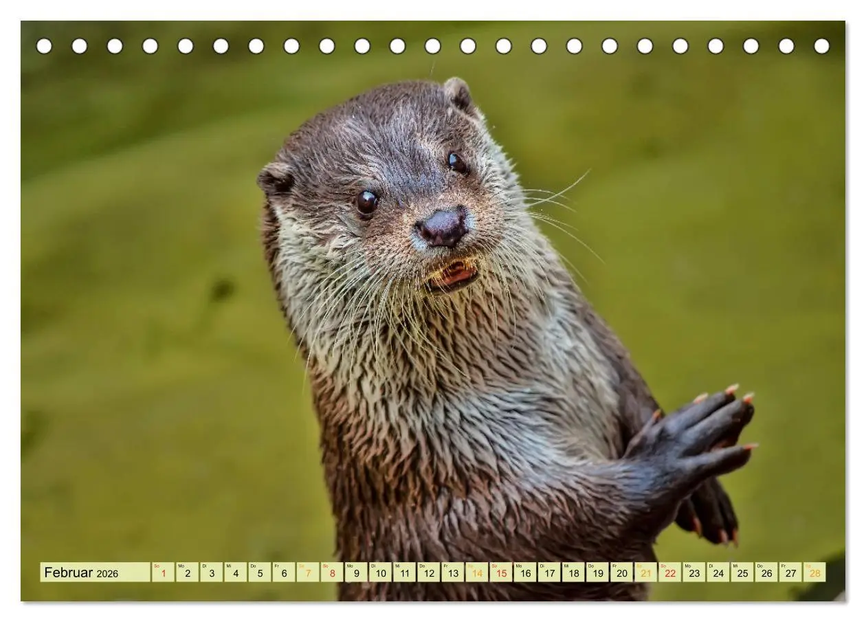 Bild: 9783457861561 | Fischotter - putzige Kerlchen und elegante Schwimmer (Tischkalender...