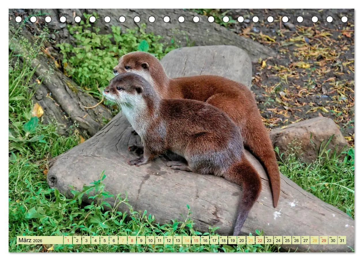 Bild: 9783457861561 | Fischotter - putzige Kerlchen und elegante Schwimmer (Tischkalender...