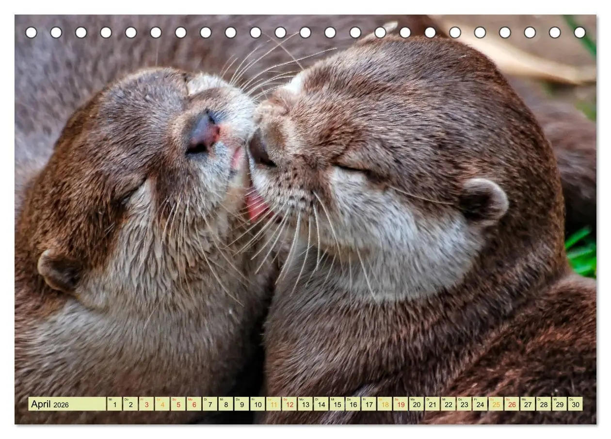 Bild: 9783457861561 | Fischotter - putzige Kerlchen und elegante Schwimmer (Tischkalender...