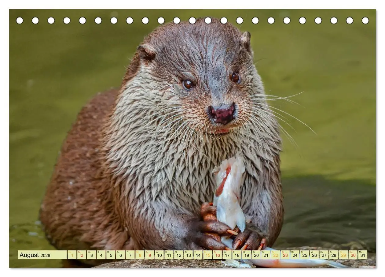 Bild: 9783457861561 | Fischotter - putzige Kerlchen und elegante Schwimmer (Tischkalender...