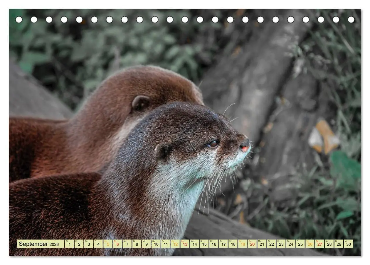 Bild: 9783457861561 | Fischotter - putzige Kerlchen und elegante Schwimmer (Tischkalender...