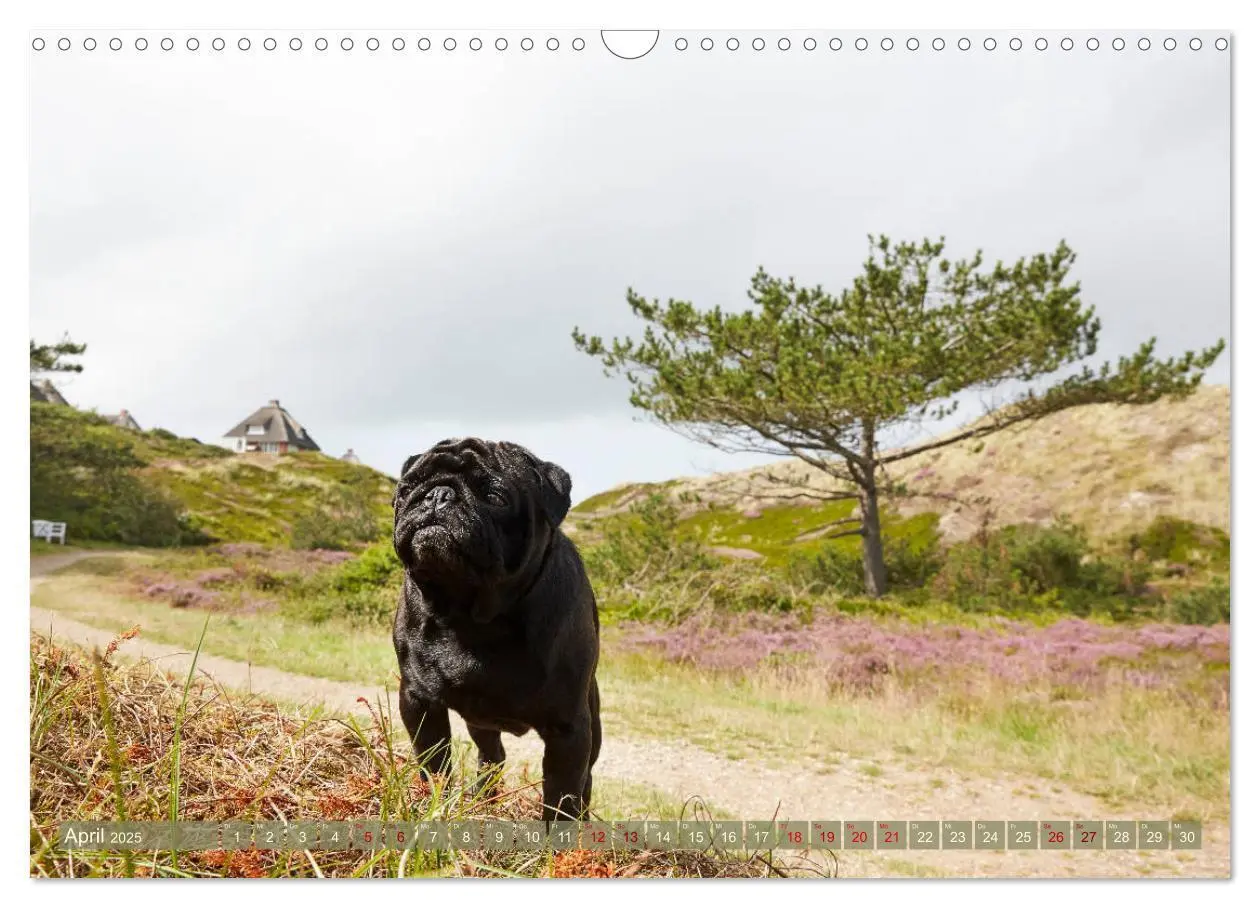 Bild: 9783435201761 | Sylt - Insel der Möpse (Wandkalender 2025 DIN A3 quer), CALVENDO...