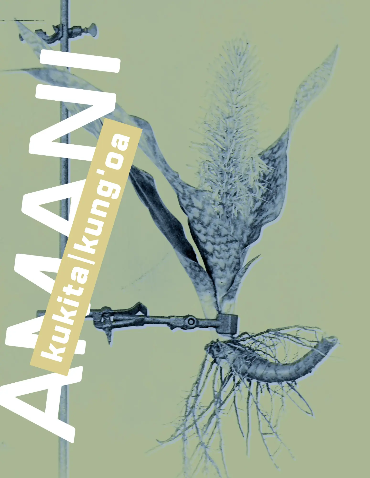 Cover: 9783987411861 | Amani | Rehema Chachage (u. a.) | Taschenbuch | 240 S. | Deutsch