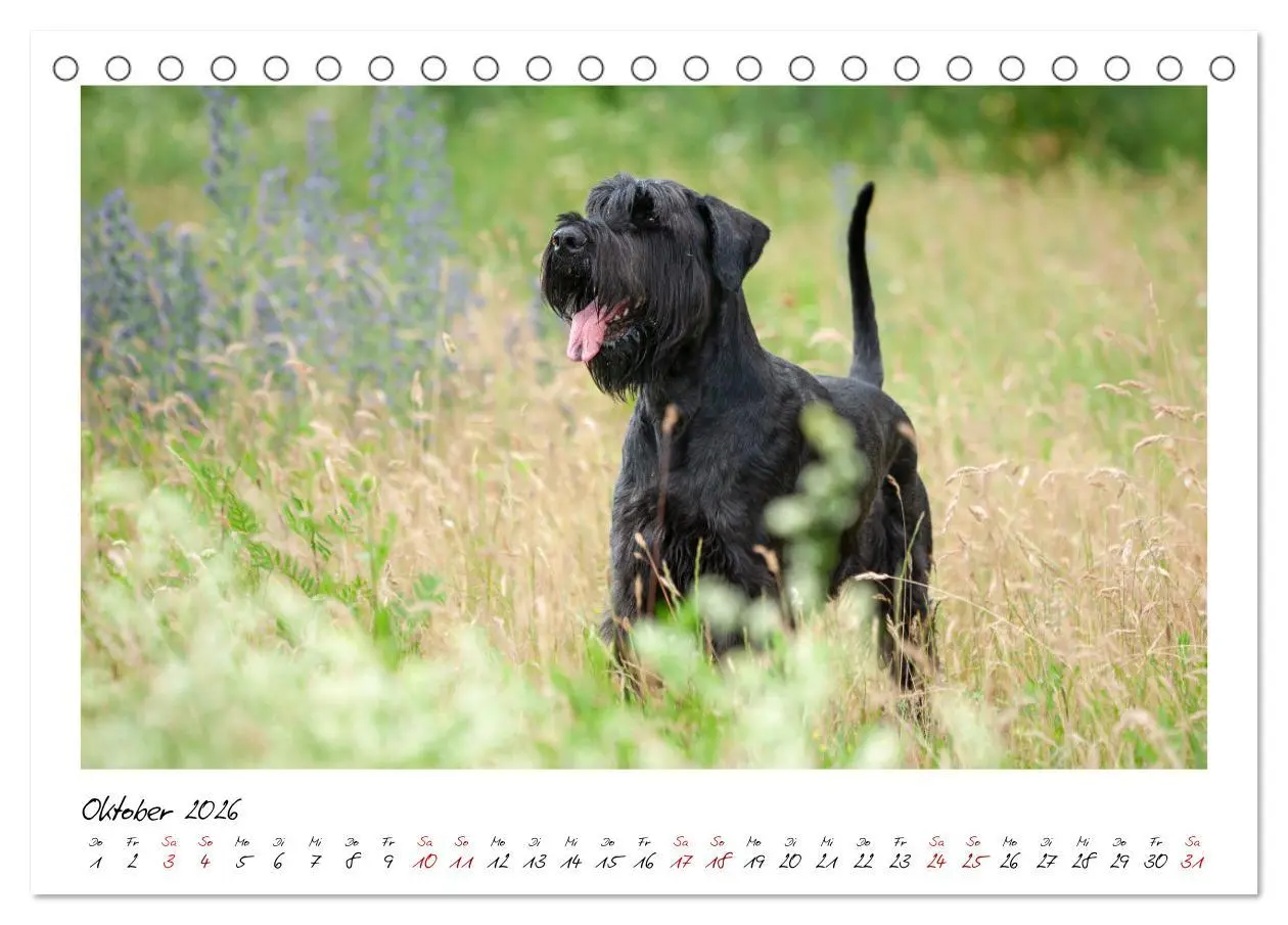 Bild: 9783457402061 | Mit dem Riesenschnauzer durch das Jahr (Tischkalender 2026 DIN A5...