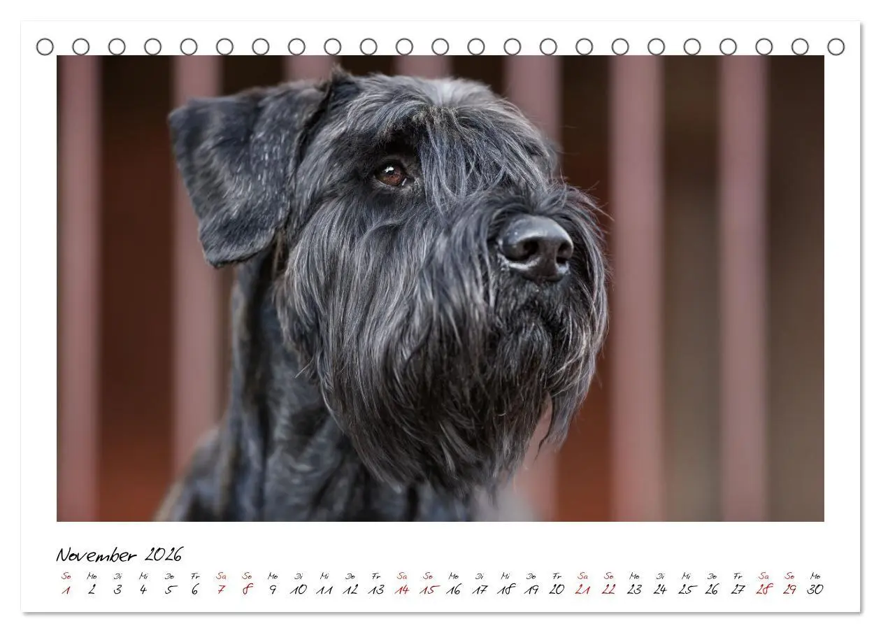 Bild: 9783457402061 | Mit dem Riesenschnauzer durch das Jahr (Tischkalender 2026 DIN A5...