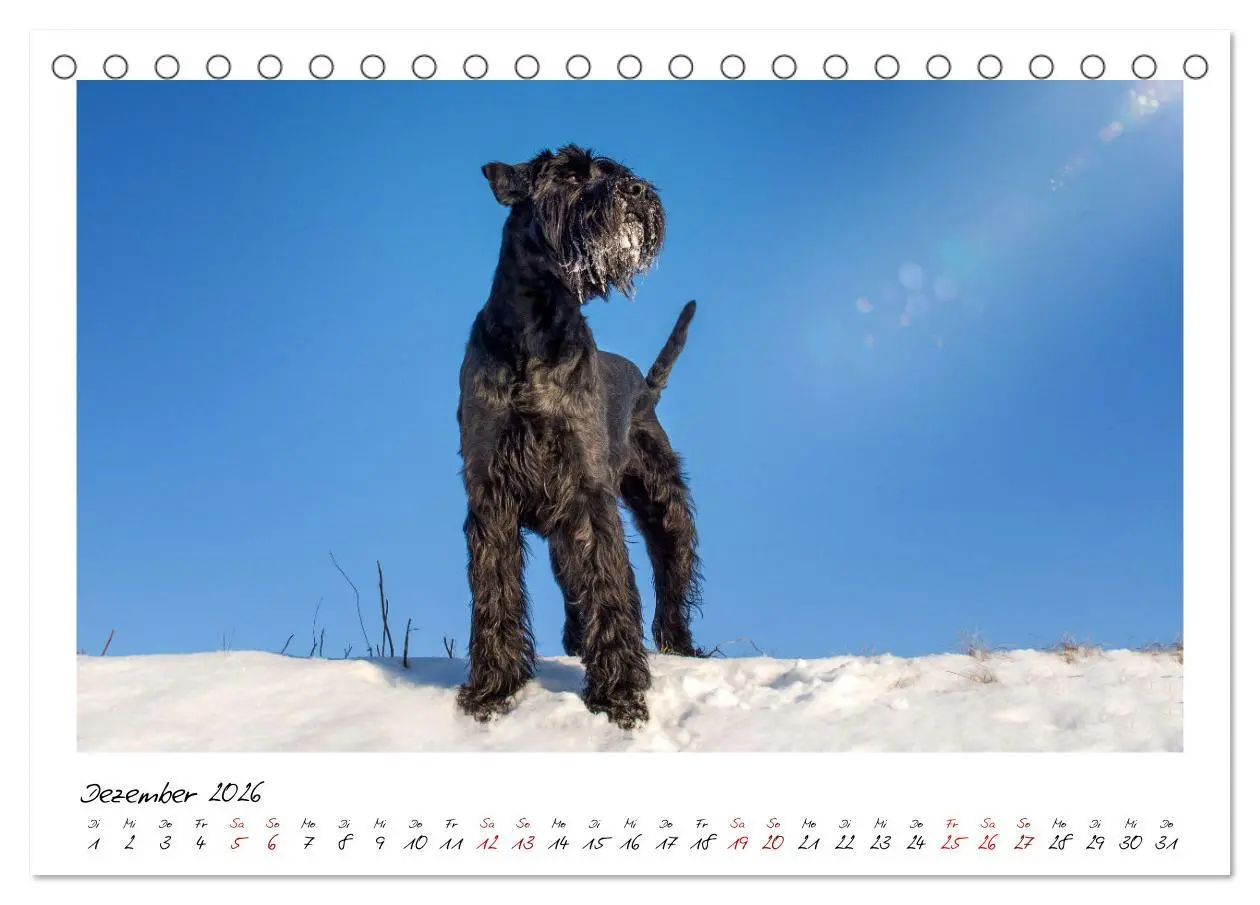 Bild: 9783457402061 | Mit dem Riesenschnauzer durch das Jahr (Tischkalender 2026 DIN A5...