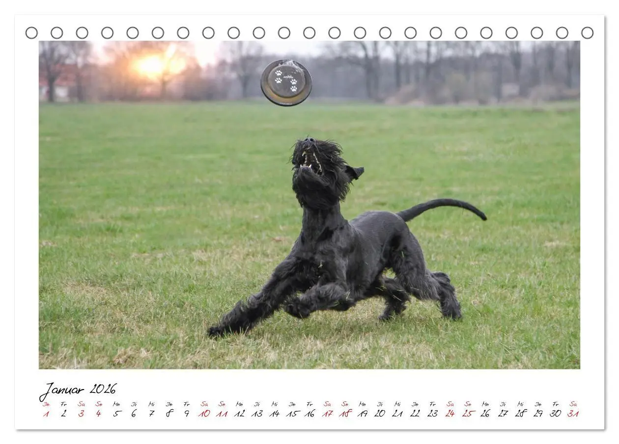 Bild: 9783457402061 | Mit dem Riesenschnauzer durch das Jahr (Tischkalender 2026 DIN A5...