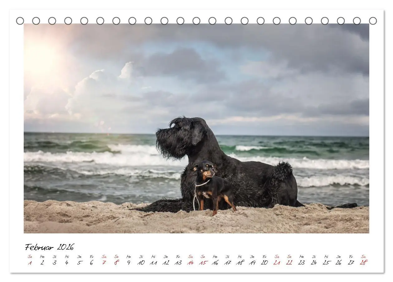 Bild: 9783457402061 | Mit dem Riesenschnauzer durch das Jahr (Tischkalender 2026 DIN A5...