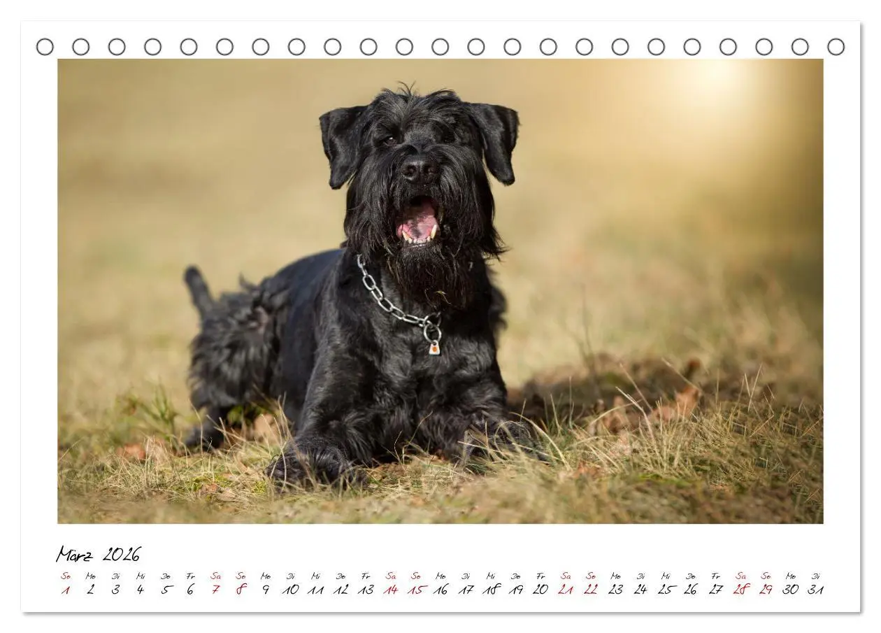 Bild: 9783457402061 | Mit dem Riesenschnauzer durch das Jahr (Tischkalender 2026 DIN A5...