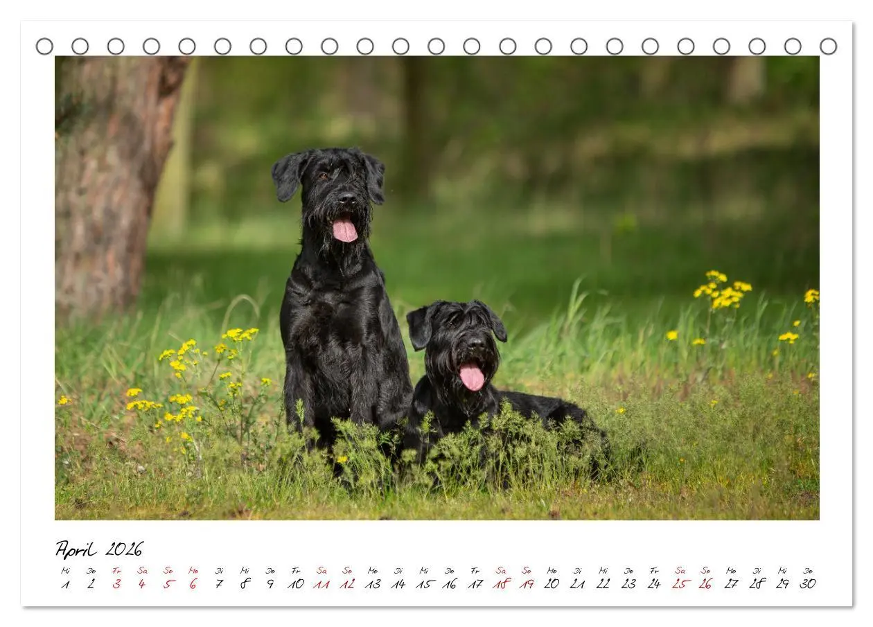 Bild: 9783457402061 | Mit dem Riesenschnauzer durch das Jahr (Tischkalender 2026 DIN A5...