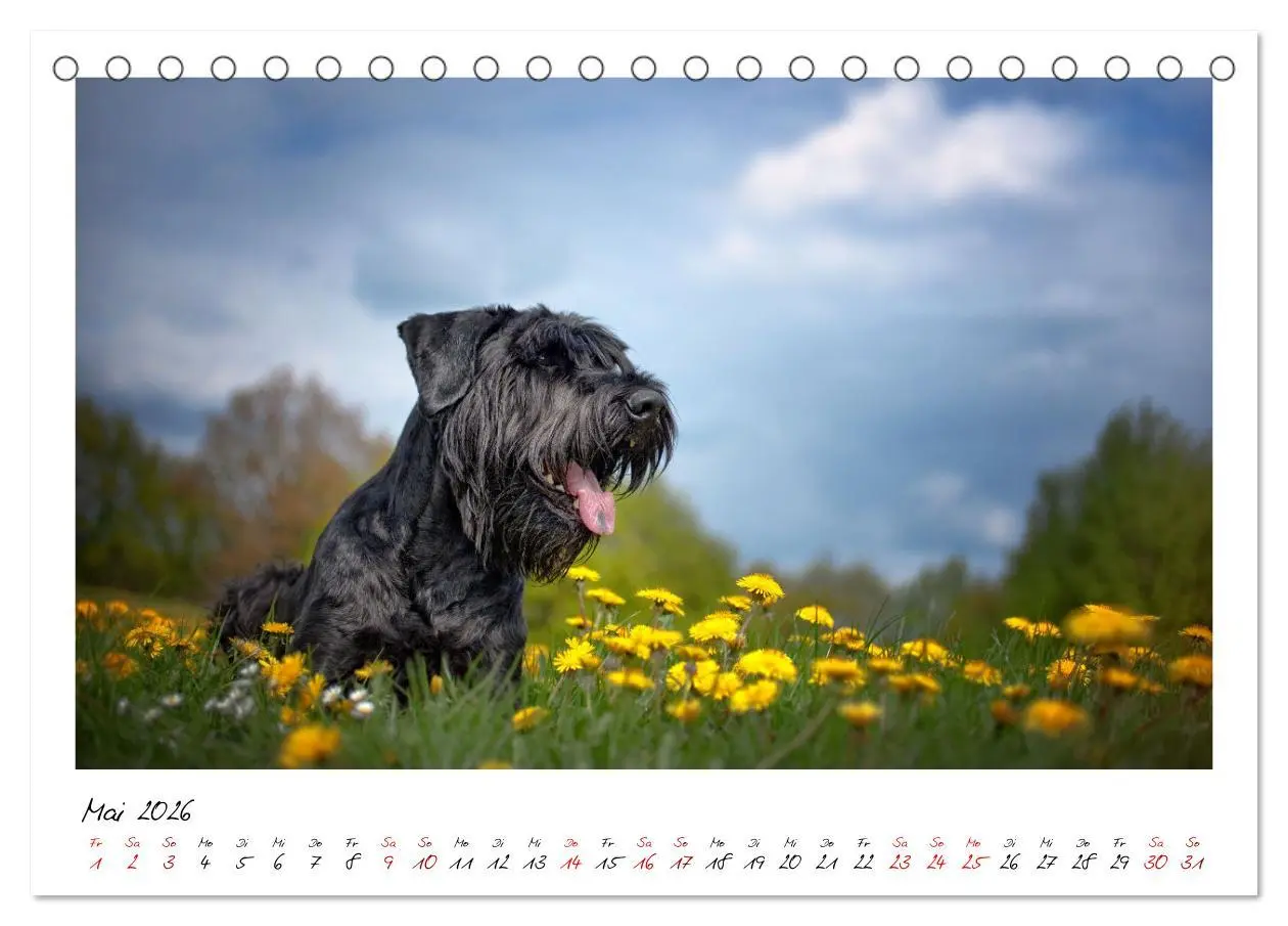 Bild: 9783457402061 | Mit dem Riesenschnauzer durch das Jahr (Tischkalender 2026 DIN A5...