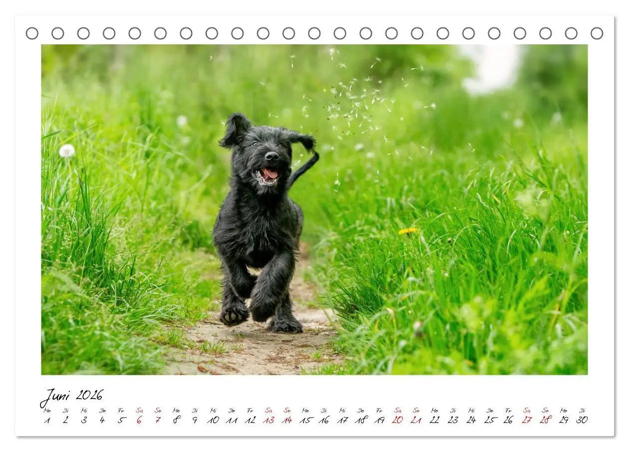 Bild: 9783457402061 | Mit dem Riesenschnauzer durch das Jahr (Tischkalender 2026 DIN A5...
