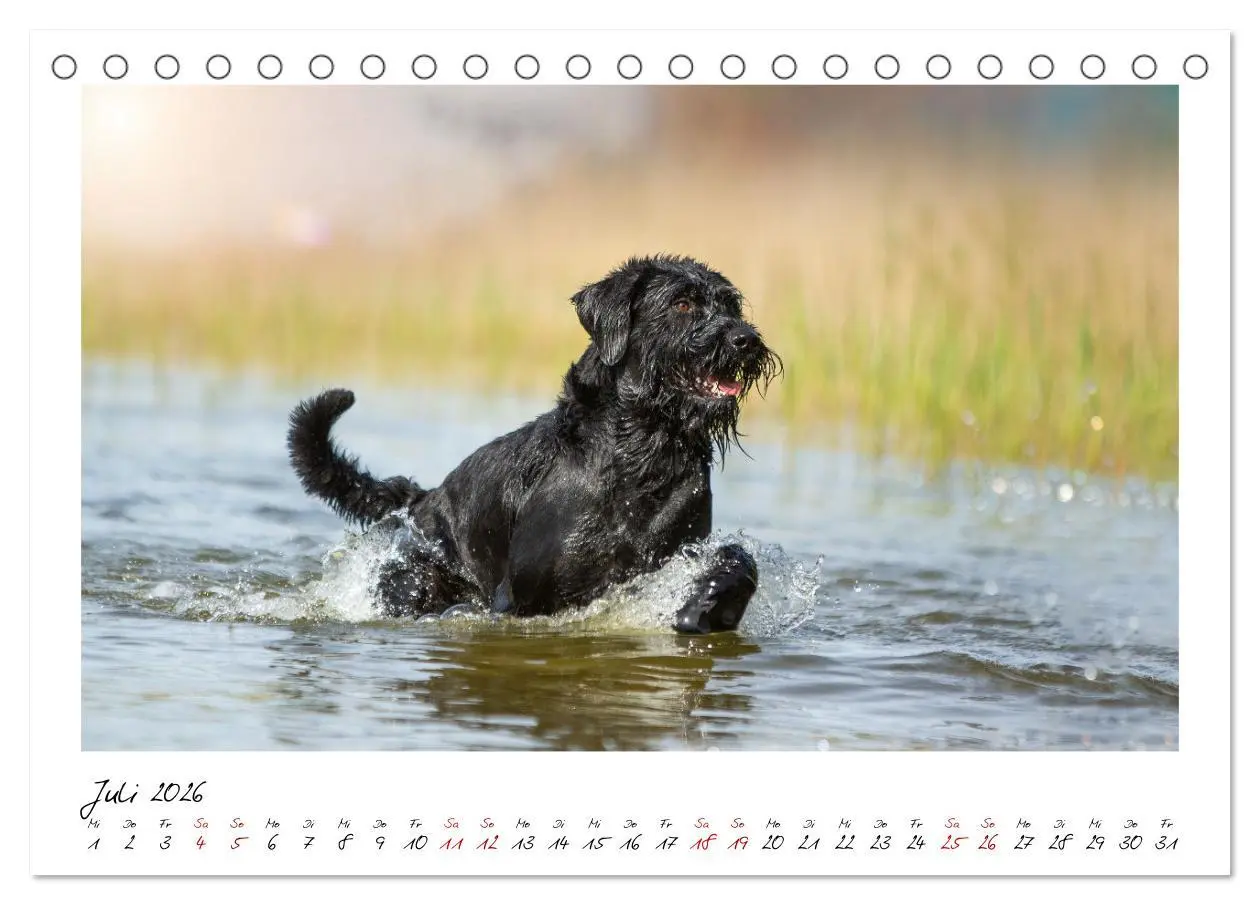 Bild: 9783457402061 | Mit dem Riesenschnauzer durch das Jahr (Tischkalender 2026 DIN A5...