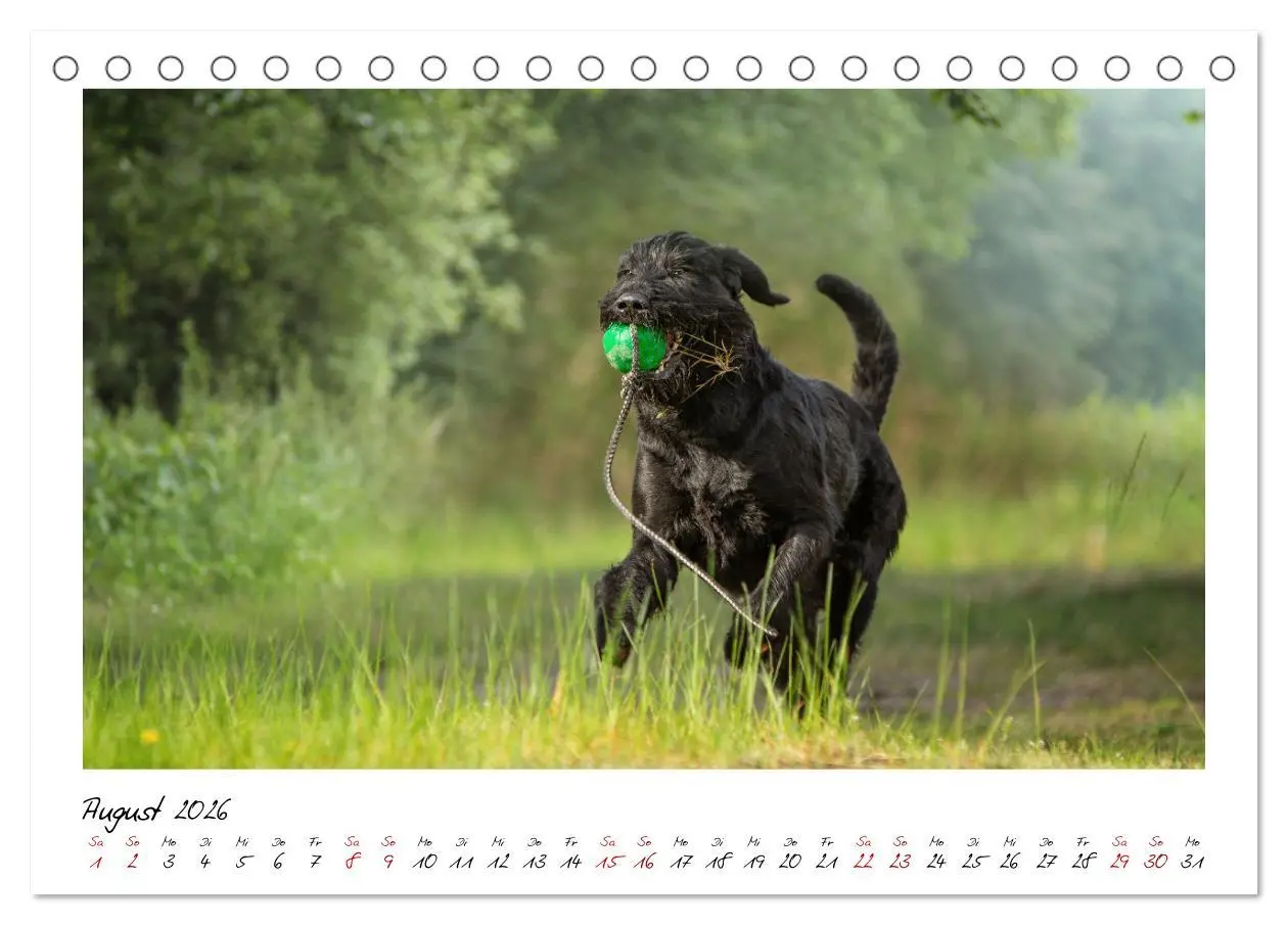 Bild: 9783457402061 | Mit dem Riesenschnauzer durch das Jahr (Tischkalender 2026 DIN A5...