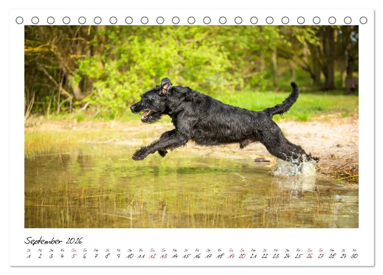 Bild: 9783457402061 | Mit dem Riesenschnauzer durch das Jahr (Tischkalender 2026 DIN A5...