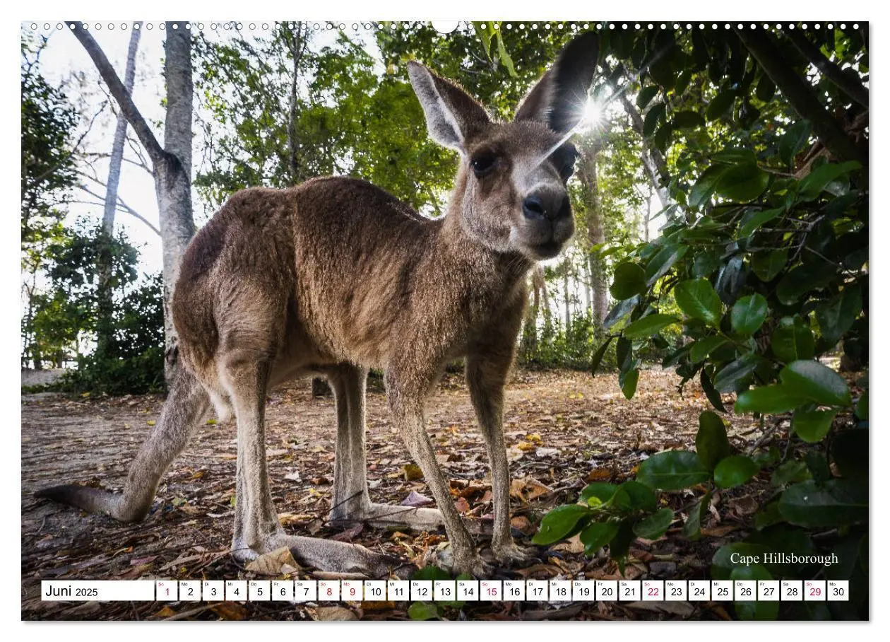 Bild: 9783435232161 | Australien Ostküste - von Cairns nach Sydney (Wandkalender 2025 DIN...