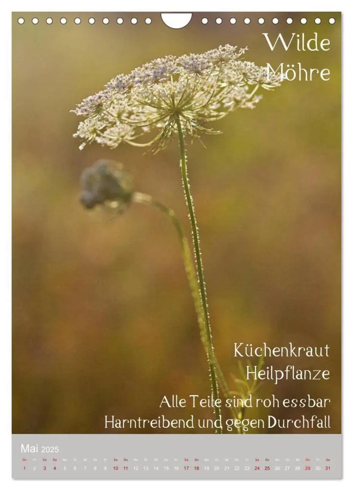 Bild: 9783457002261 | Unkräuter - Nützliche Wildpflanzen auf der Wiese (Wandkalender 2025...