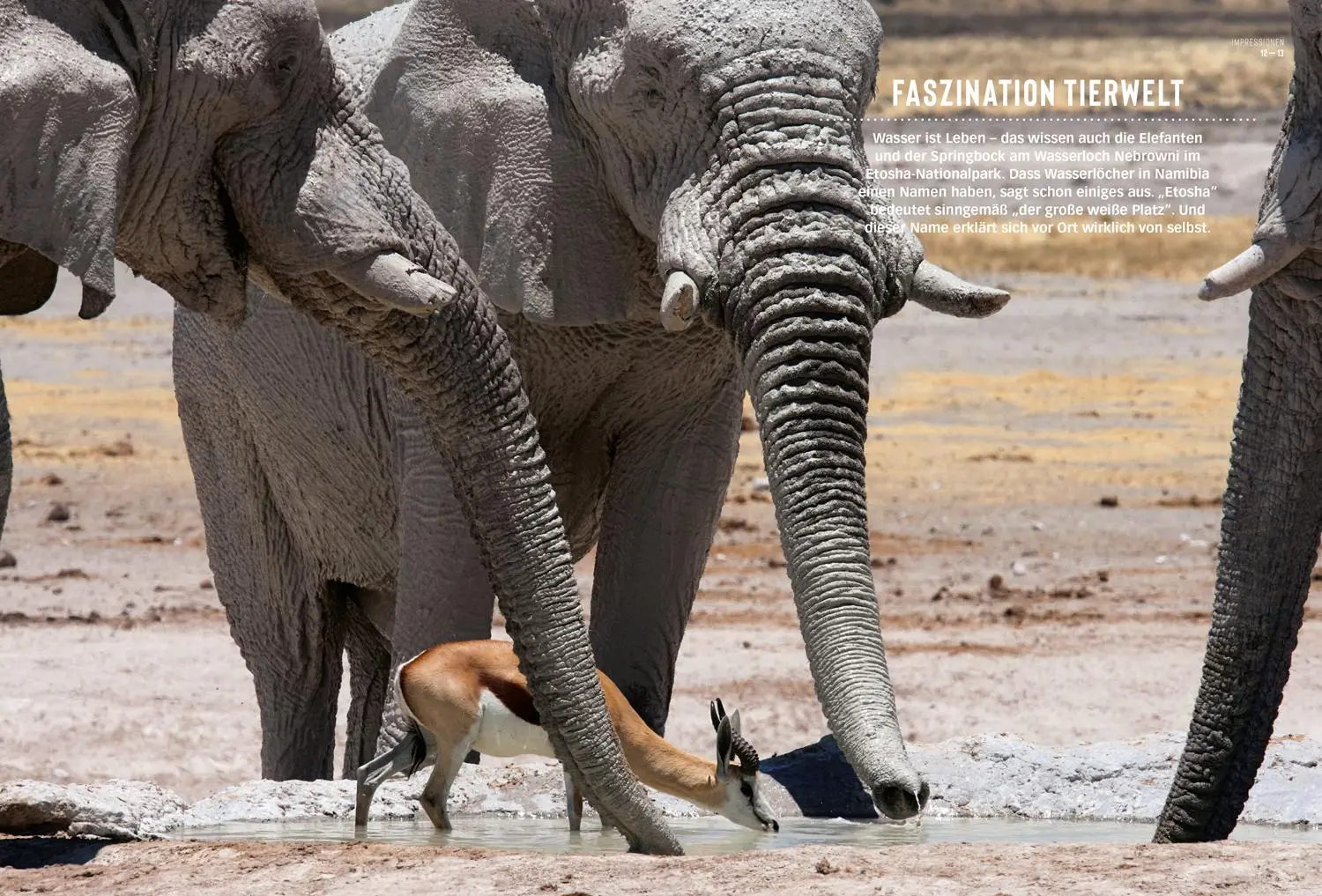 Bild: 9783616012261 | DUMONT Bildatlas Namibia | Fabian von Poser | Taschenbuch | 126 S.