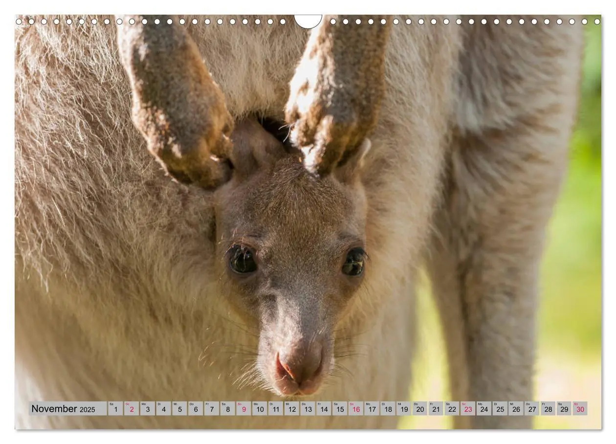 Bild: 9783435362561 | Kängururs und Wallabys (Wandkalender 2025 DIN A3 quer), CALVENDO...