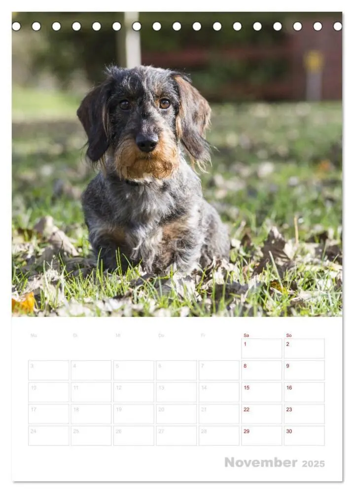 Bild: 9783435982561 | Der Dackel (M)ein treuer Weggefährte (Tischkalender 2025 DIN A5...