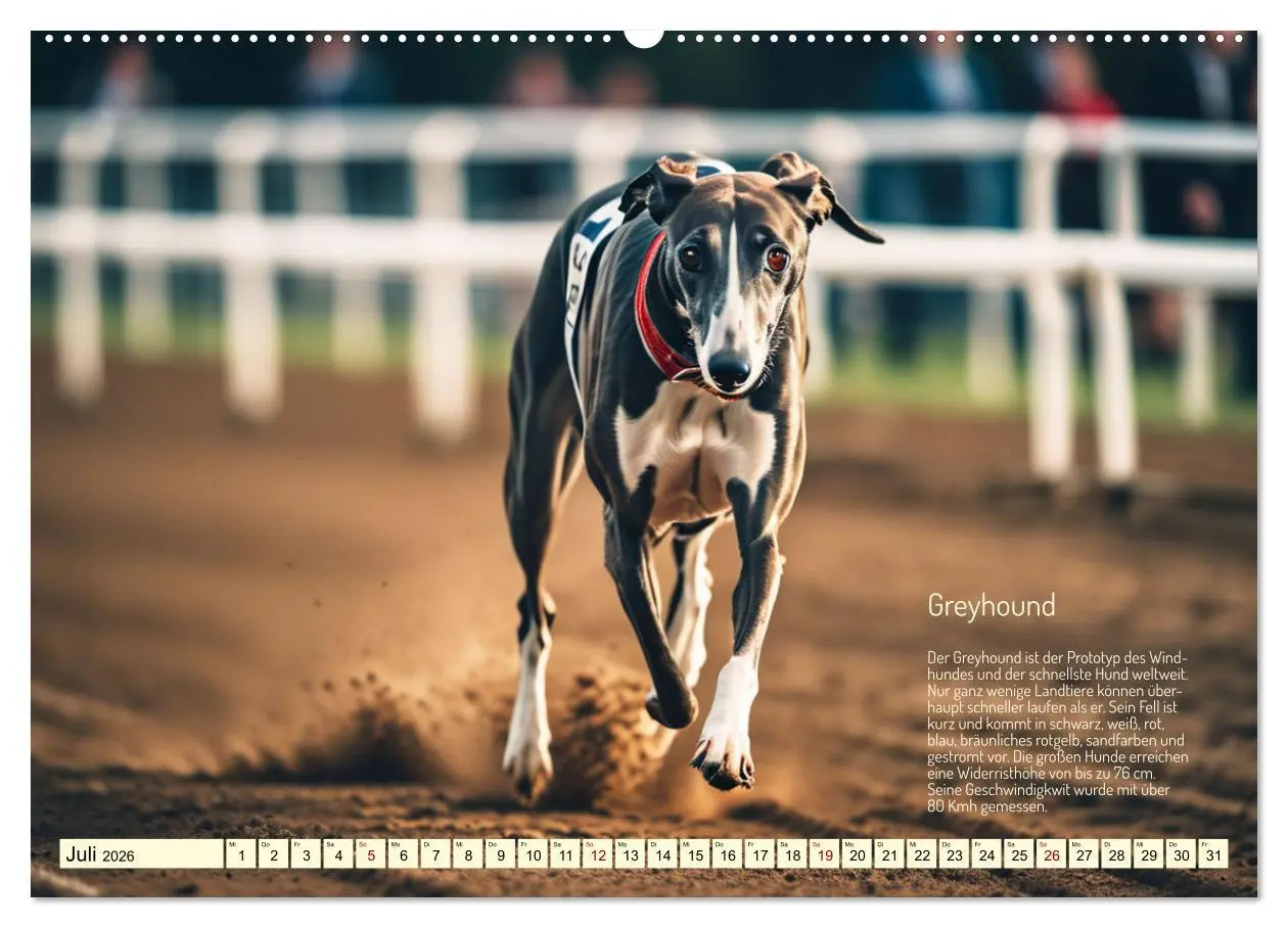Bild: 9783457382561 | Windhunde im Portrait (hochwertiger Premium Wandkalender 2026 DIN...