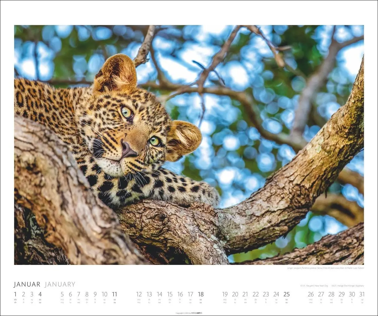 Bild: 9783839902561 | African Wildlife Kalender 2026 | Kalender | Tierkalender Weingarten