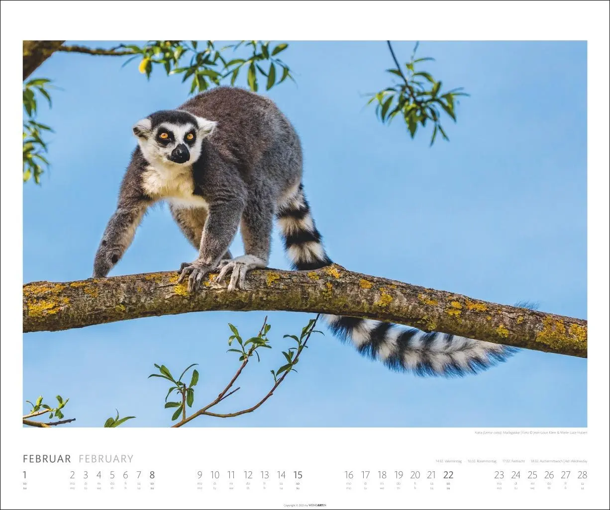 Bild: 9783839902561 | African Wildlife Kalender 2026 | Kalender | Tierkalender Weingarten