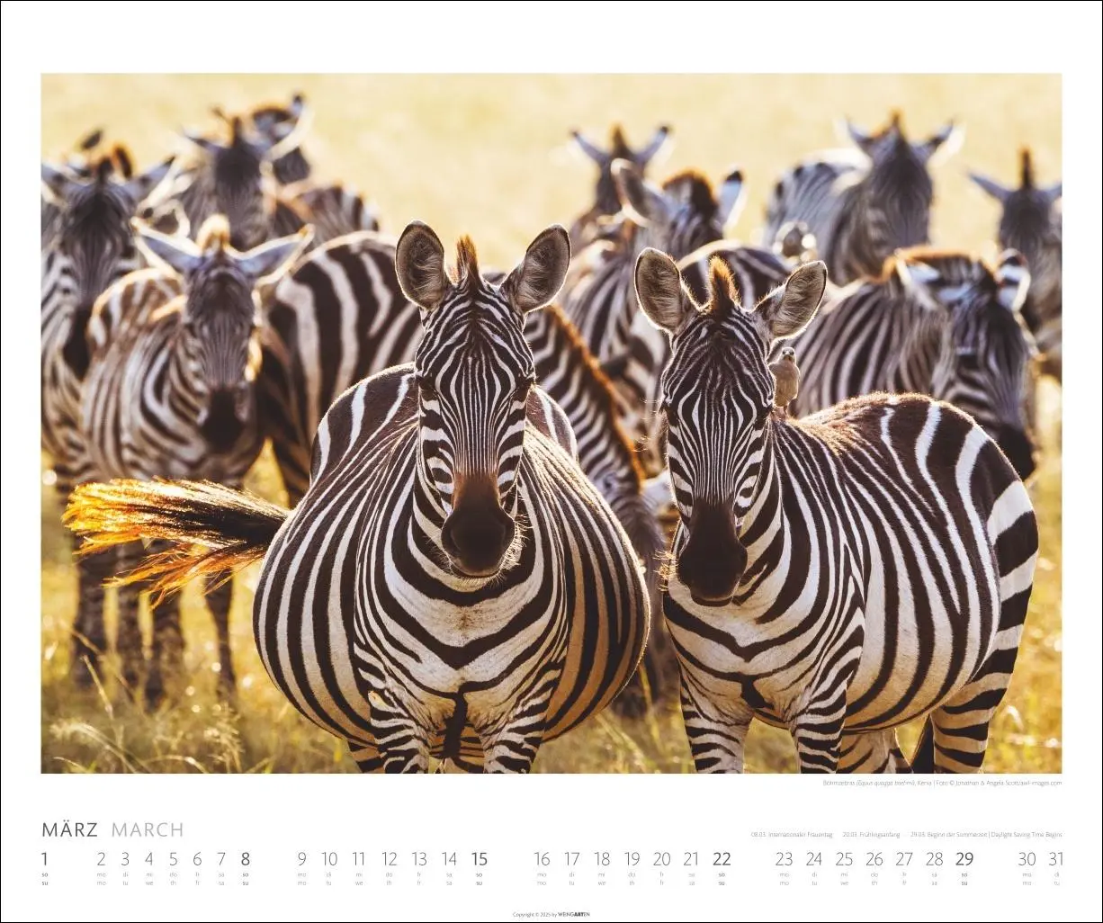 Bild: 9783839902561 | African Wildlife Kalender 2026 | Kalender | Tierkalender Weingarten