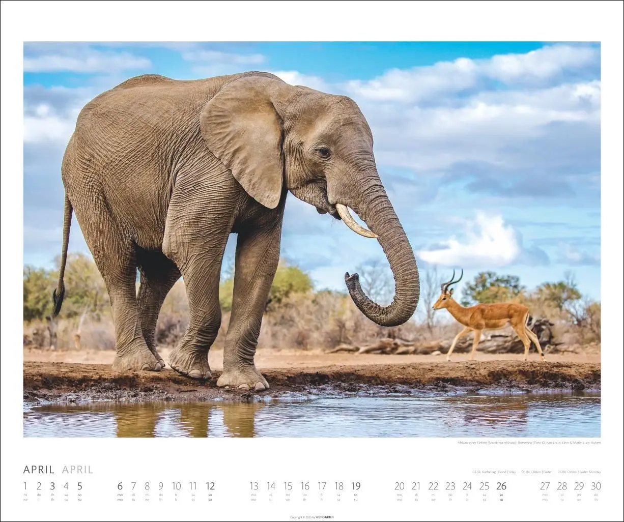 Bild: 9783839902561 | African Wildlife Kalender 2026 | Kalender | Tierkalender Weingarten