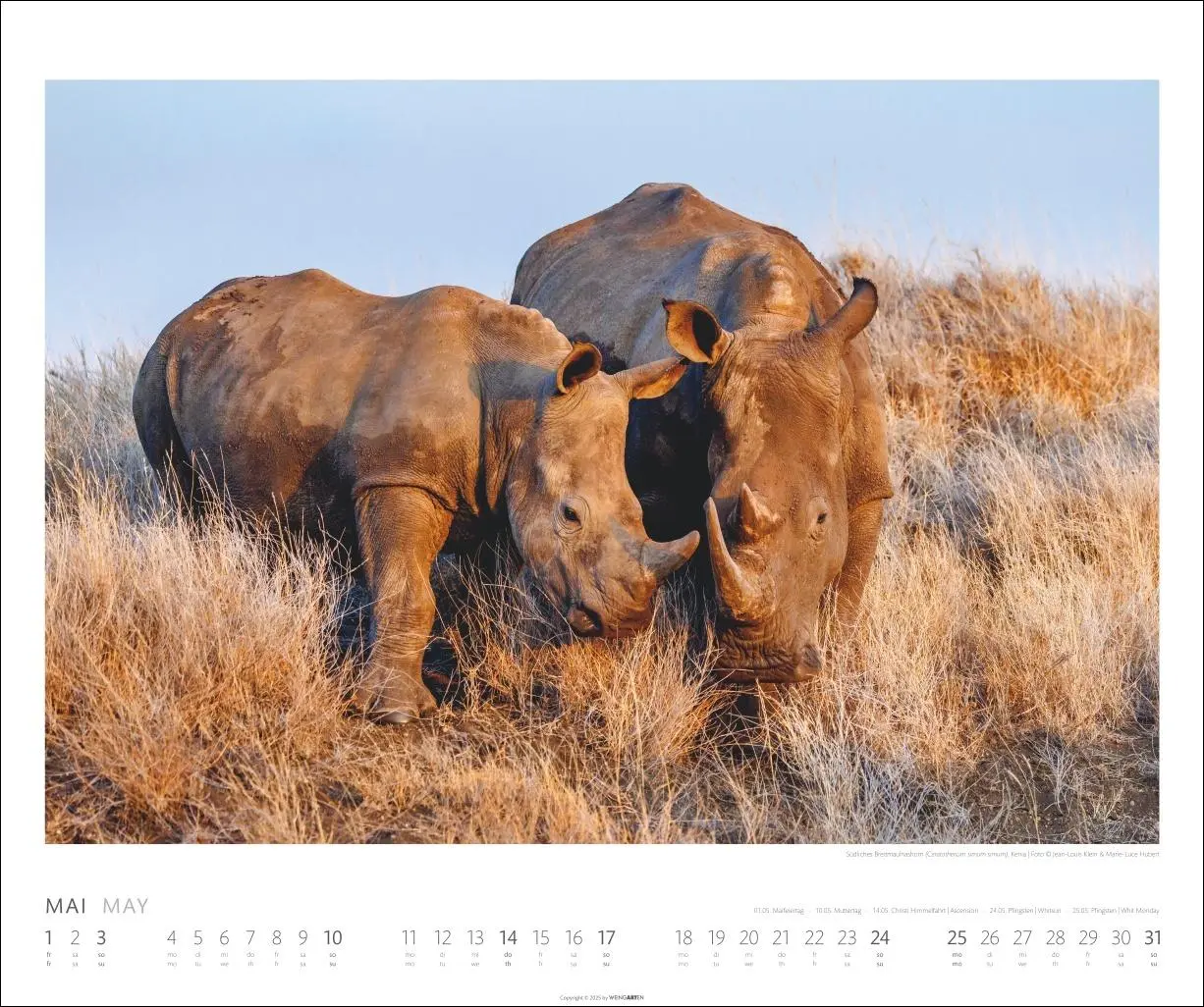 Bild: 9783839902561 | African Wildlife Kalender 2026 | Kalender | Tierkalender Weingarten