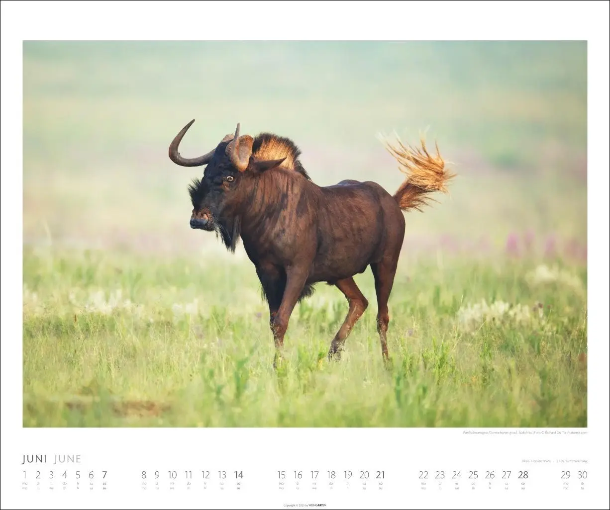 Bild: 9783839902561 | African Wildlife Kalender 2026 | Kalender | Tierkalender Weingarten